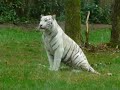 wei�er bengalischer Tiger beim kotzen