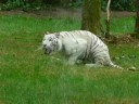 weißer bengalischer Tiger beim kotzen