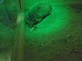 Iraqi hedge hog eating a camel spider Iraqi hedge hog eating a camel spider