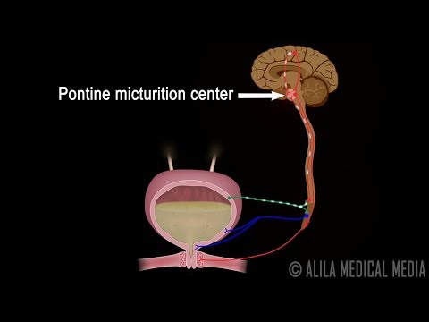 Micturition - This video and other urinary system animation (in HD) are available for instant download licensing here: http://www.alilamedicalmedia.com/-/galleries/all-ani...