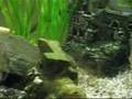 Mein Aquarium