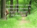 larp   wild beasts aka gibboni