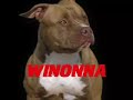 Rebel Bulls Kennel | Winonna