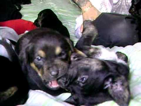 pitbull croisé rottweiler
