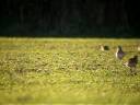 Golden Plover