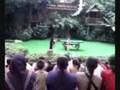 videos de Bird Singing with subtitles.wmv