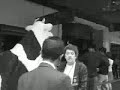 Cow on the town