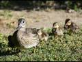 Mama Mandarin and her Chick´s