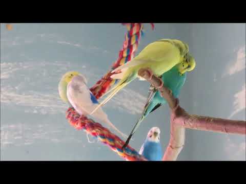 Gegen Einzelhaltung von Kleintieren (in Textform) , Wellensittiche kraulen sich (im Video)