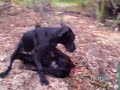 deutsche doggen teil 2 deutsche doggen teil 2