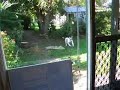 My Dog; The Nutter