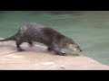 River Otters are back at the Lehigh Valley Zoo! River Otters are back at the Lehigh Valley Zoo!
