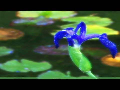 Serenity - Enjoy the serene beauty of a Zen Garden, a quiet koi pond, a stunning vista of tranquility awaits. Zen Garden - Serenity, Relaxation and Meditation Relax and...