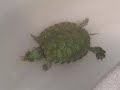 Tartaruga e ampullarie Tartaruga e ampullarie