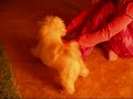 Maltese attacks!