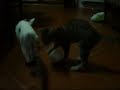 petrcio-amorim-caminhada-do-forr-2007-tareco-e-mariola.html