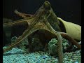 Octapus Octapus