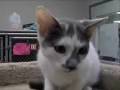 Lovable Pets