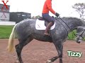 Tizzy from Exmoor Eventing