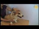 Its A Dog\