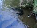 videos de Tame eels respond to call for food - travelwheels campervans