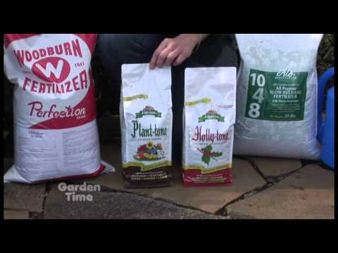 how to fertilize evergreen trees