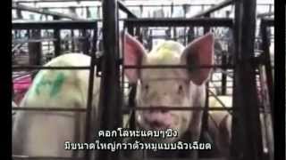 เด็กวัยรุ่นทรมานสัตว์