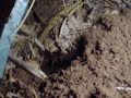 mole digging in our garden