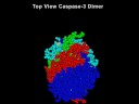 Apoptosis: Caspase 3 inhibitors, PMAP