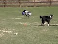 Border Collie Mickee Needs a Home