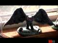 Cryptozoology (Boing Boing tv)
