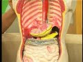 Kiran Aur George: Peptic Ulcer (Part 1) Kiran Aur George: Peptic Ulcer (Part 1)