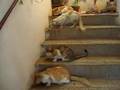 videos de cat mania