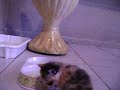 felinos