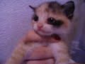 felinos