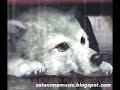 Wolf\ Wolf\
