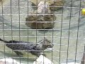 Fishing cat swimming