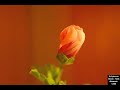 Time Lapse Dwarf Hollyhock Blooming