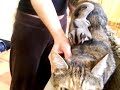 sugar glider on cat