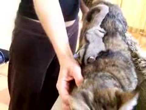 how to love sugar glider