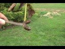 How to ID Aesculus xcarnea