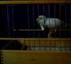 russian canary 3