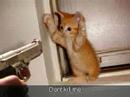 Funny cats prt1 Funny cats prt1