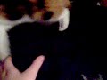 Attack of the Chihuahua