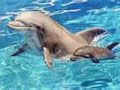 Baby Animals Baby Animals