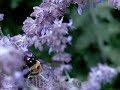 5000FPS bee 5000FPS bee