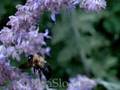 5000FPS bee