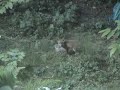 lisica-u-zagrebu.html