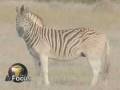 videos de Zebras in Africa on VOA's In Focus