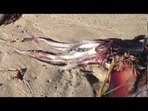 calamares muertos